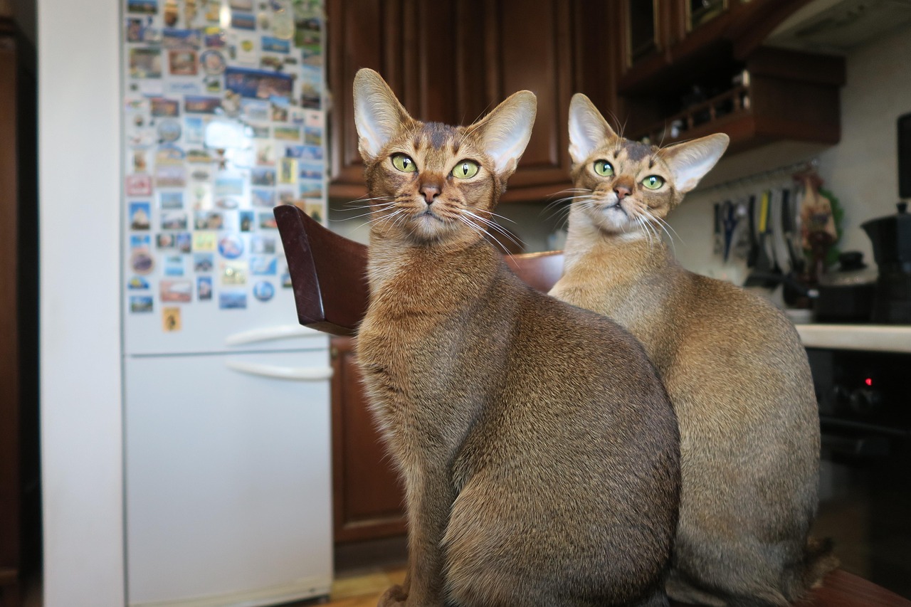 Gato abisinio