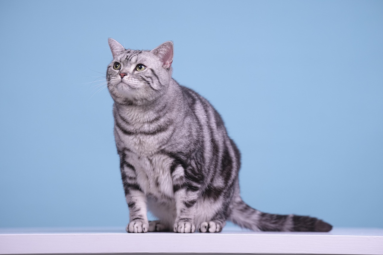 Gato americano de pelo corto