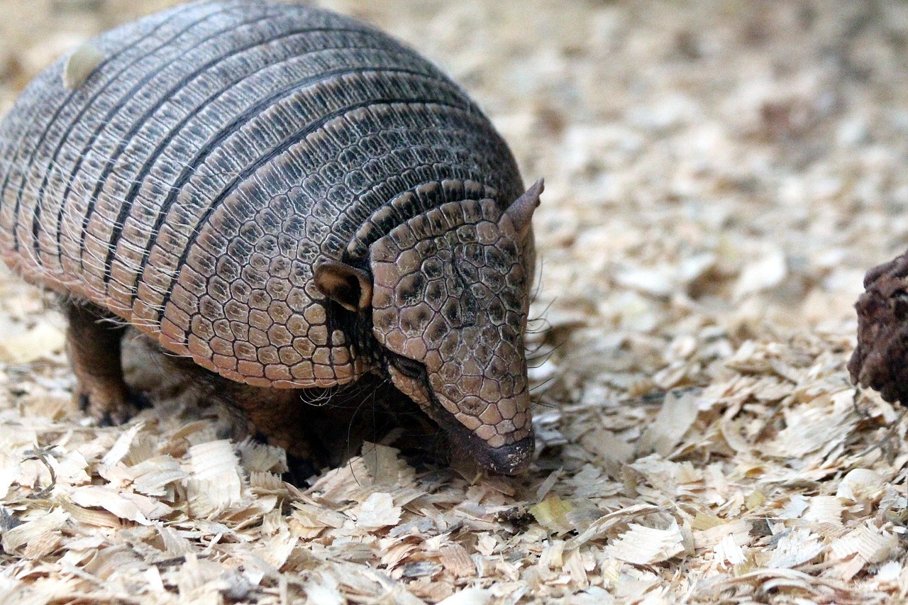 Armadillo de nueve bandas