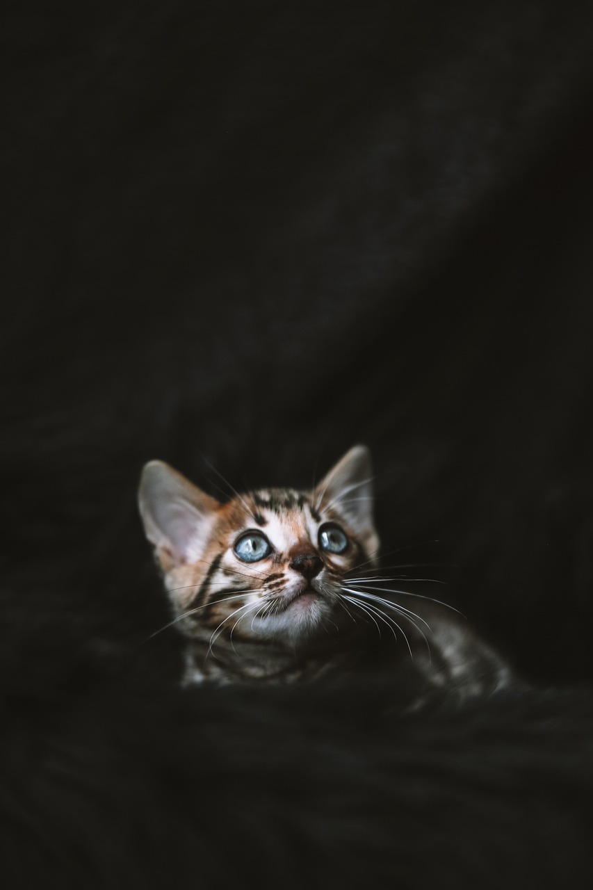 Gato Bengala