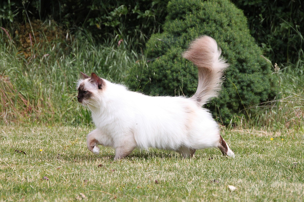 Gato Birmano