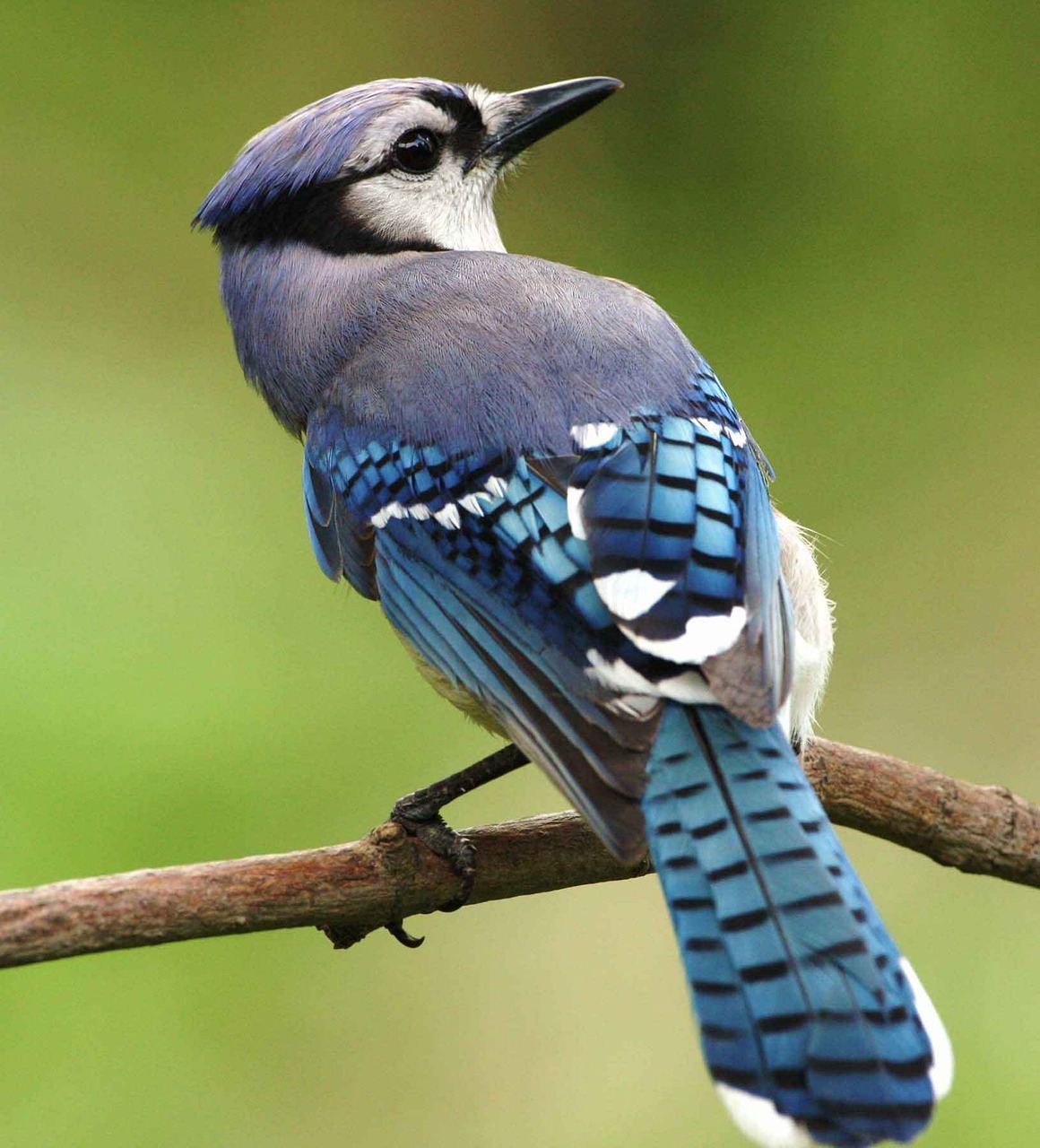 Arrendajo azul