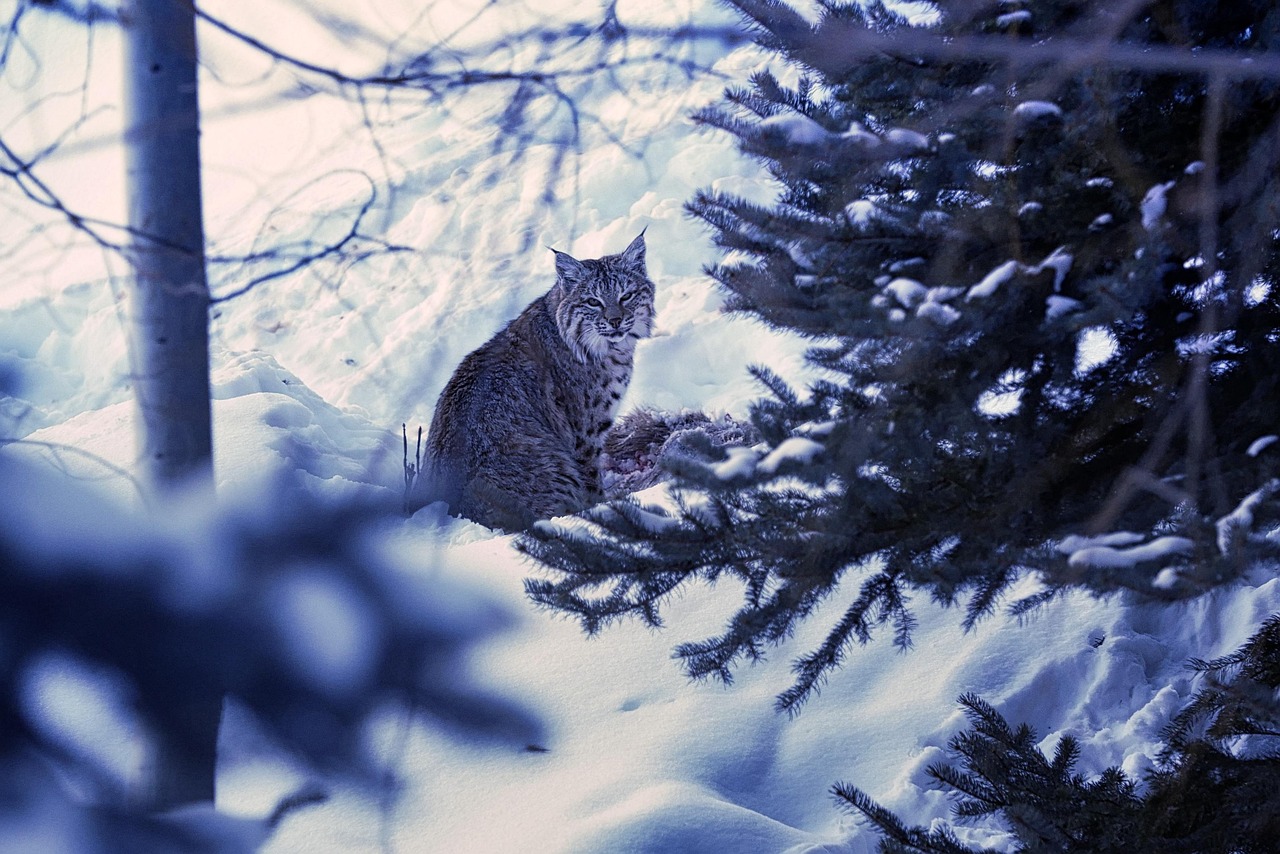 Gato Montes (Bobcat)