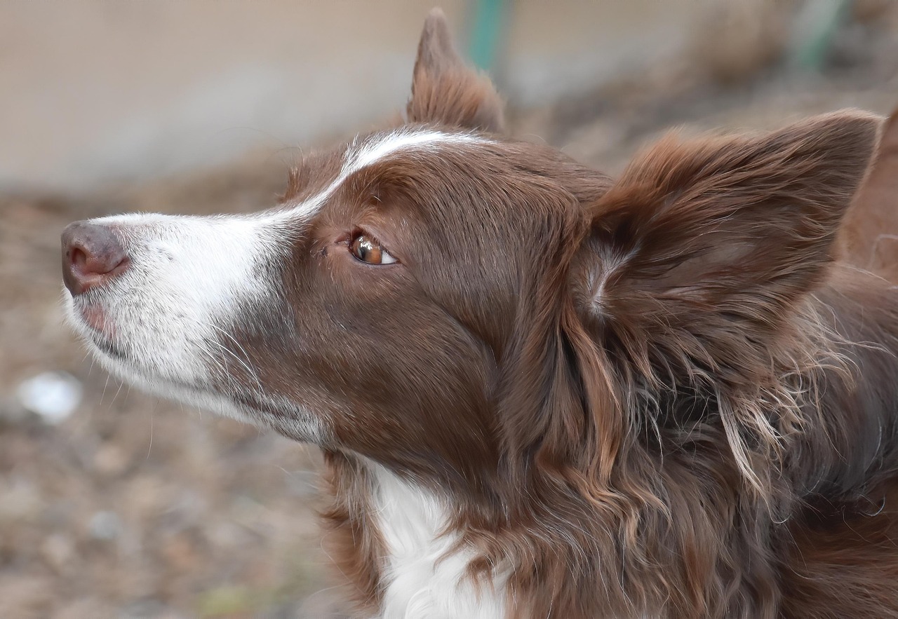 Border Collie