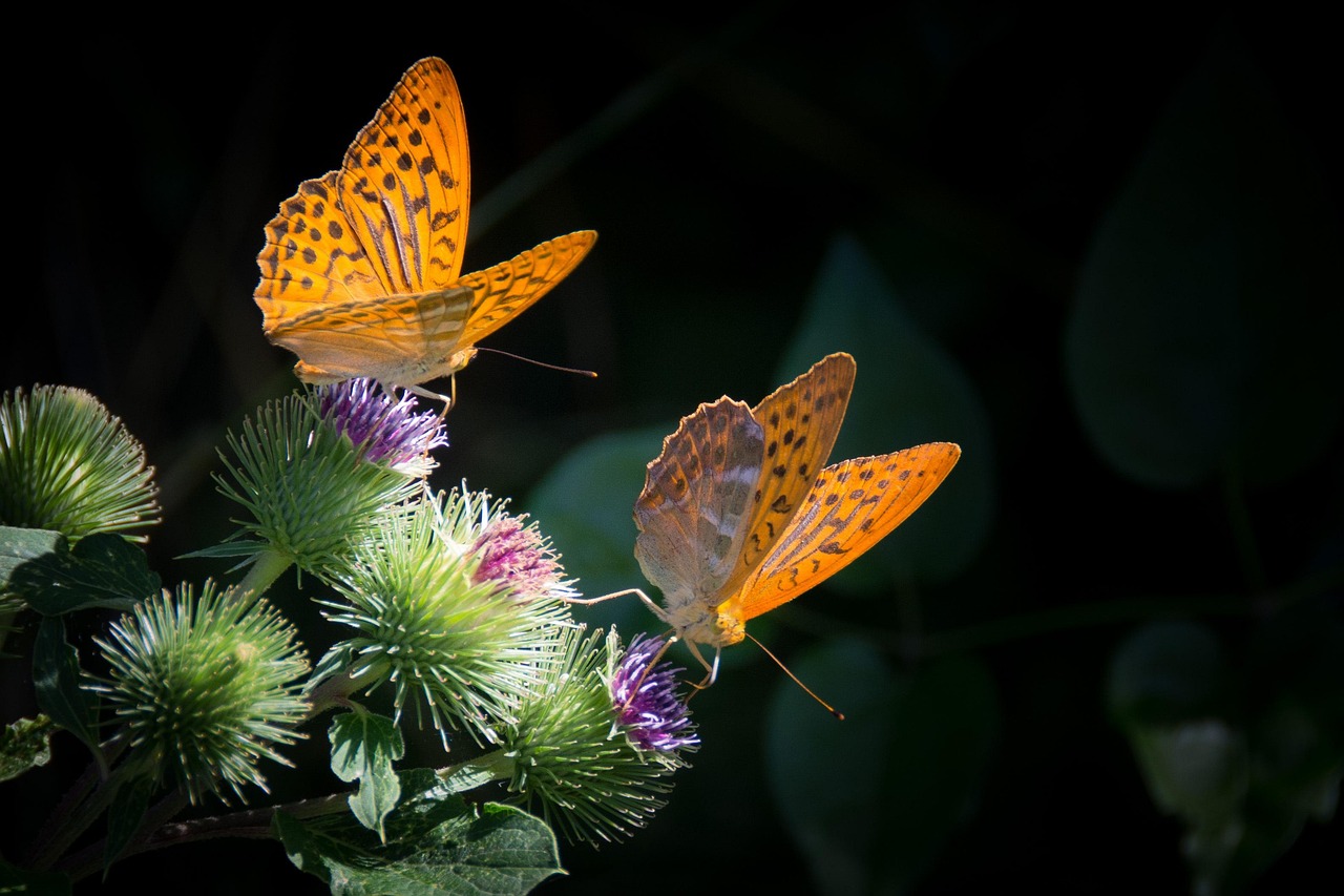 Mariposa monarca