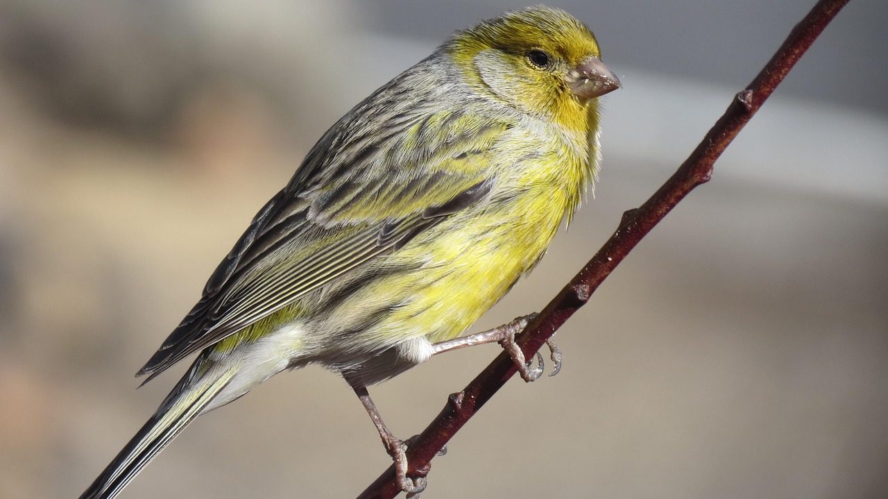 Aves Cantoras