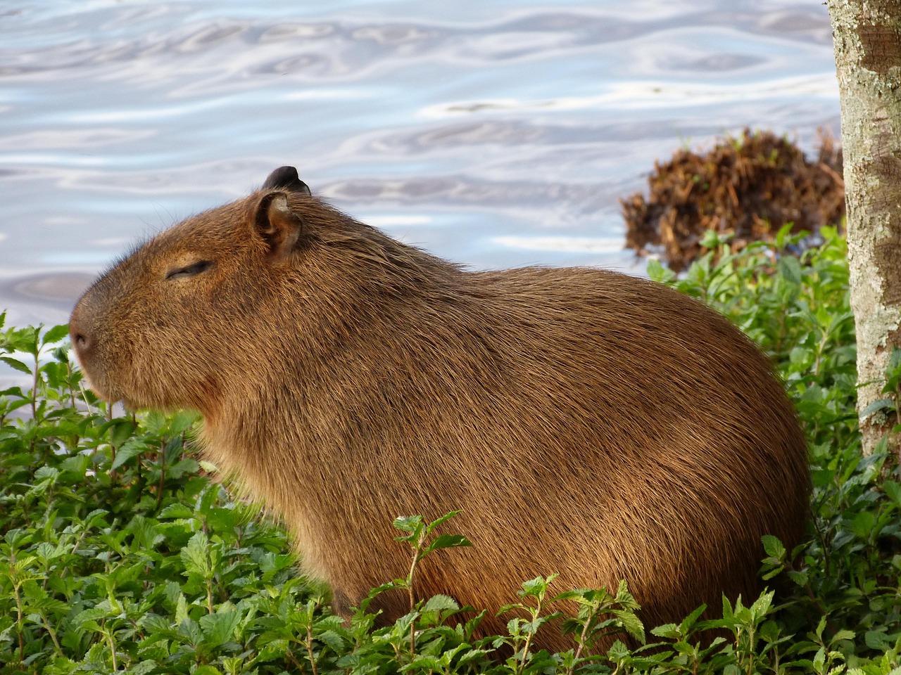 Capibara