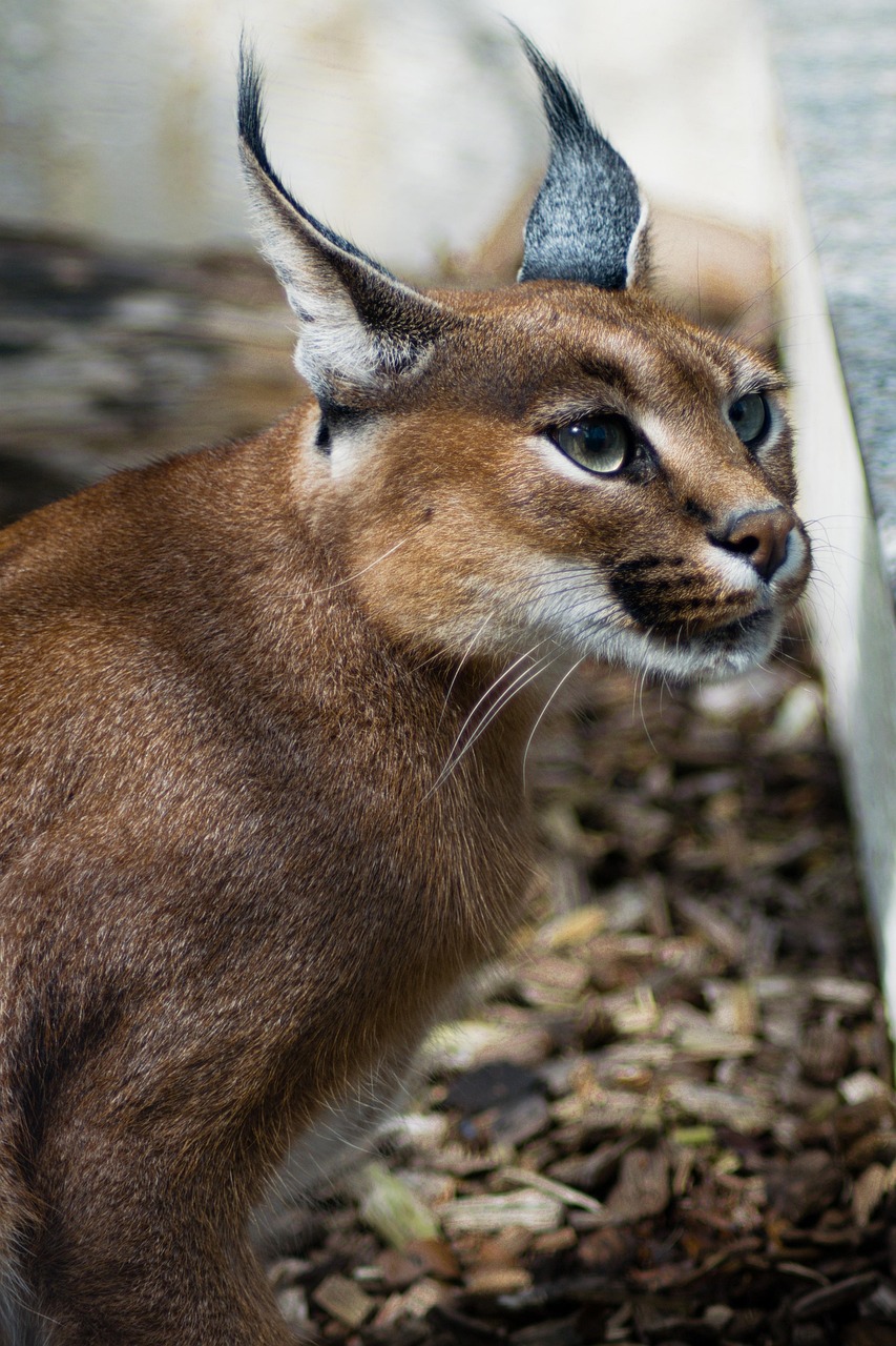 Caracal