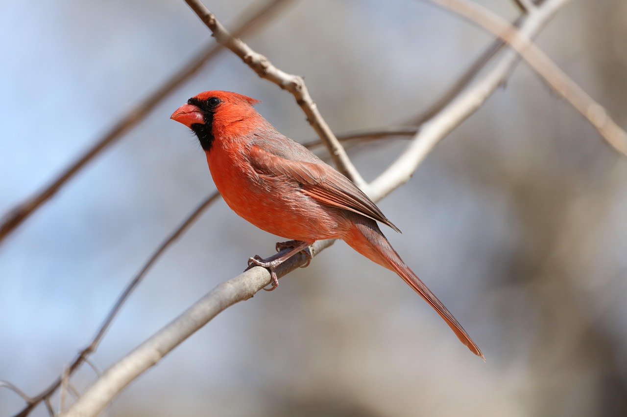 Cardenal norteno