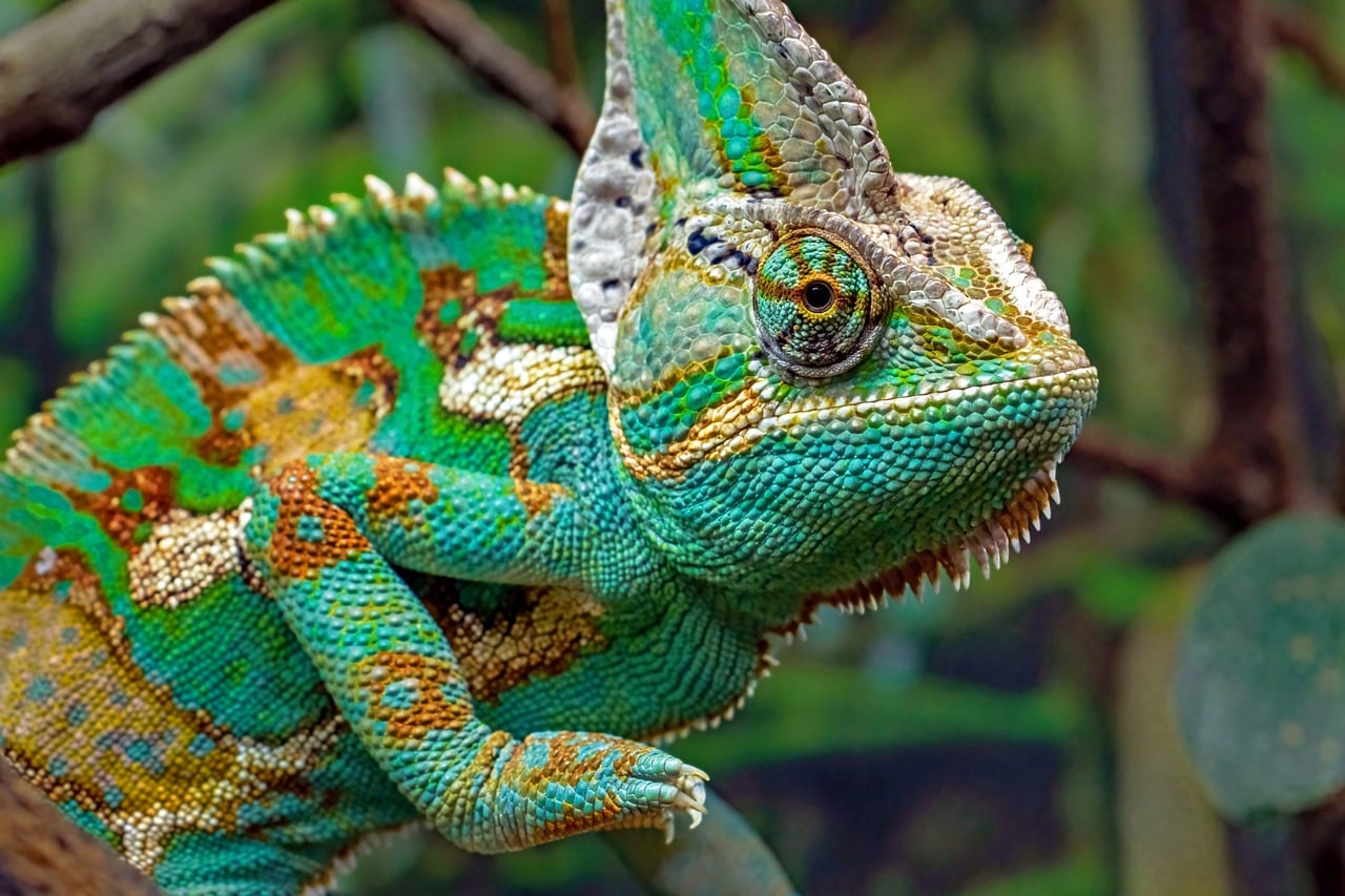 Reptiles y Anfibios