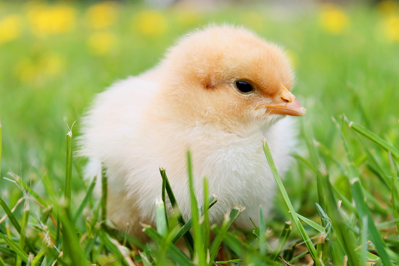 Gallina