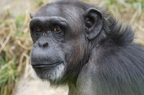 Chimpanzee 3