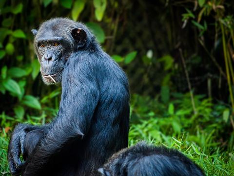 Chimpanzee 4