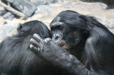 Chimpanzee 5