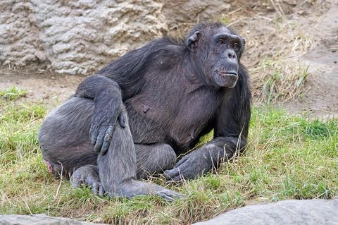 Chimpanzee 6