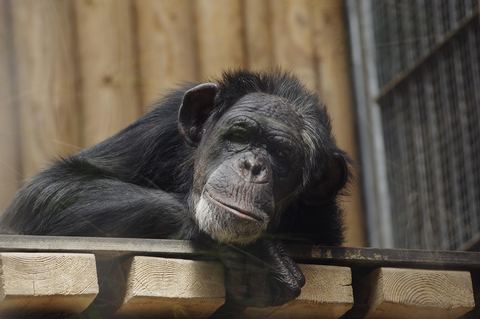 Chimpanzee 7