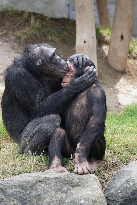 Chimpanzee 8
