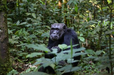 Chimpanzee 9