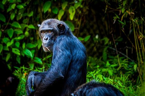 Chimpanzee 10