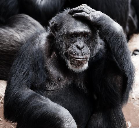 Chimpanzee 11