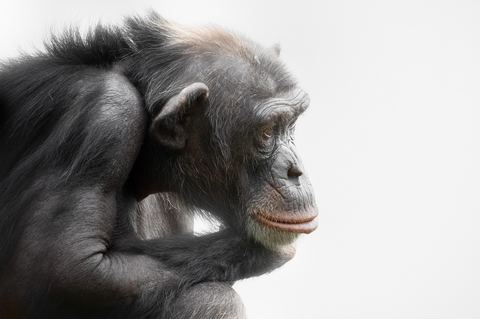 Chimpanzee 12