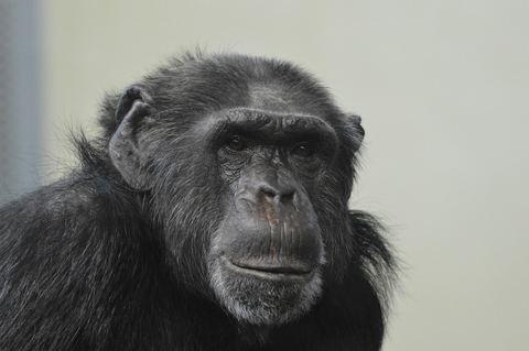 Chimpanzee 13