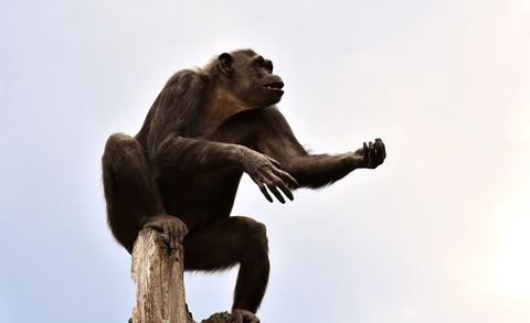 Chimpanzee 14