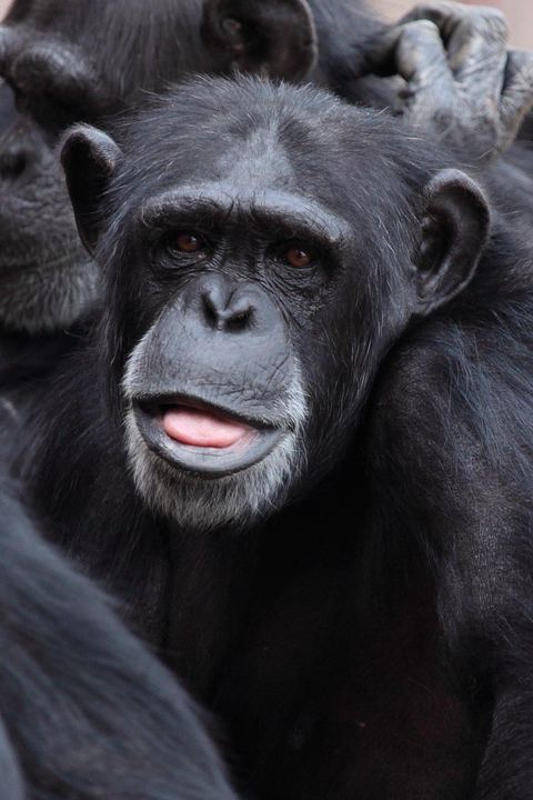 Chimpanzee 15