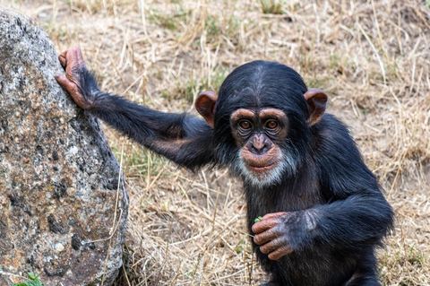 Chimpanzee 16