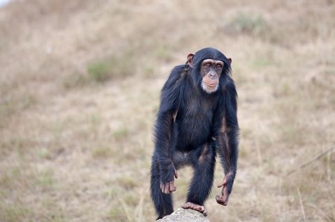 Chimpanzee 17