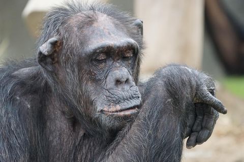 Chimpanzee 18