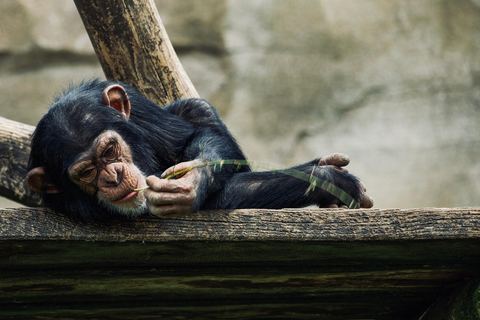 Chimpanzee 19
