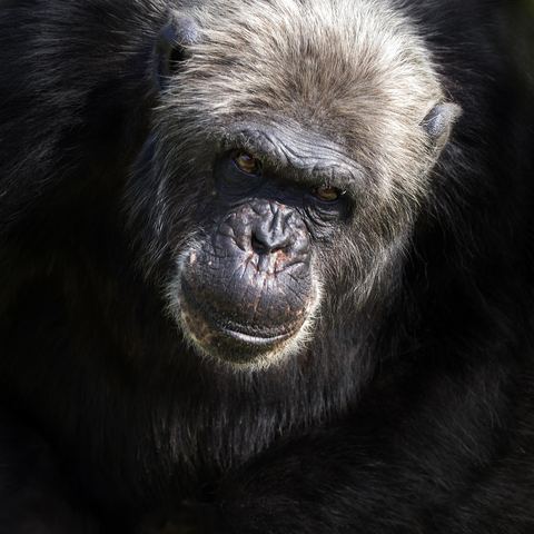Chimpanzee 20