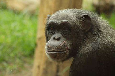 Chimpanzee 21