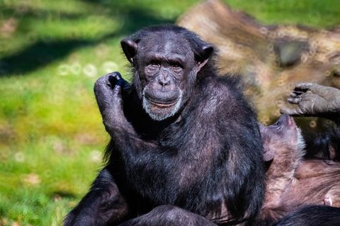 Chimpanzee 22