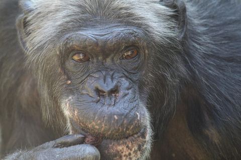 Chimpanzee 24