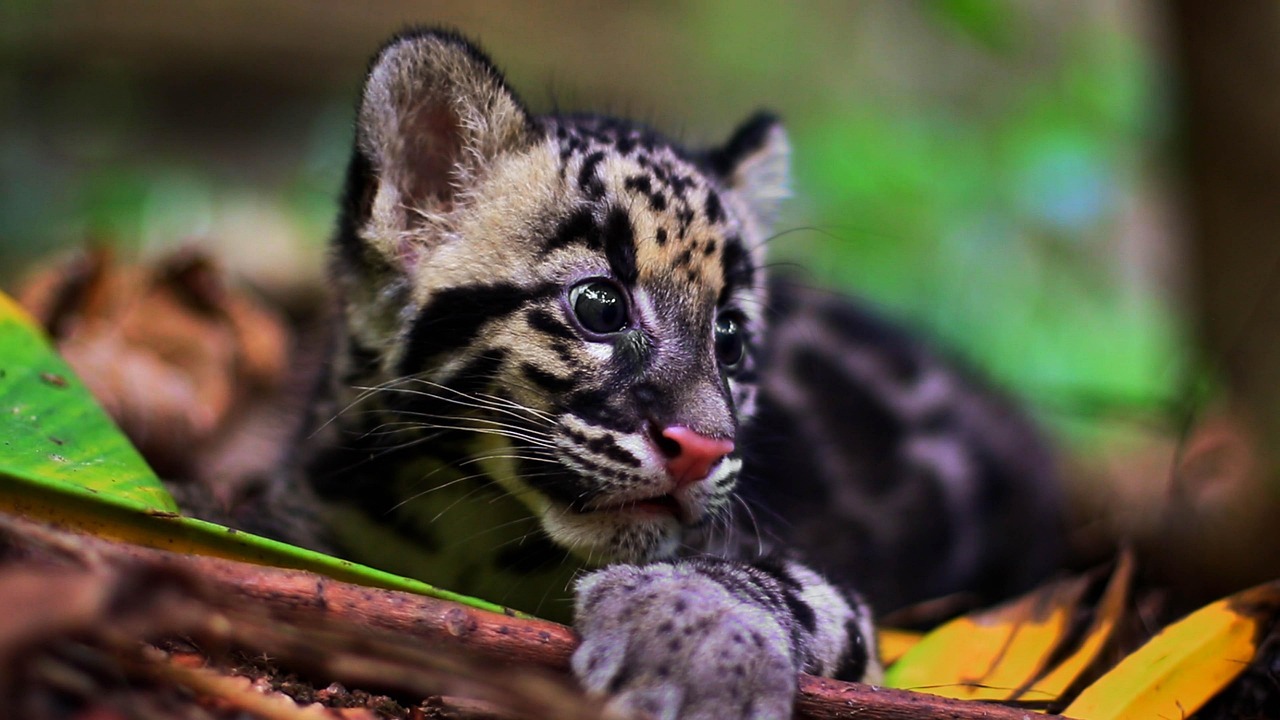Leopardo Nublado