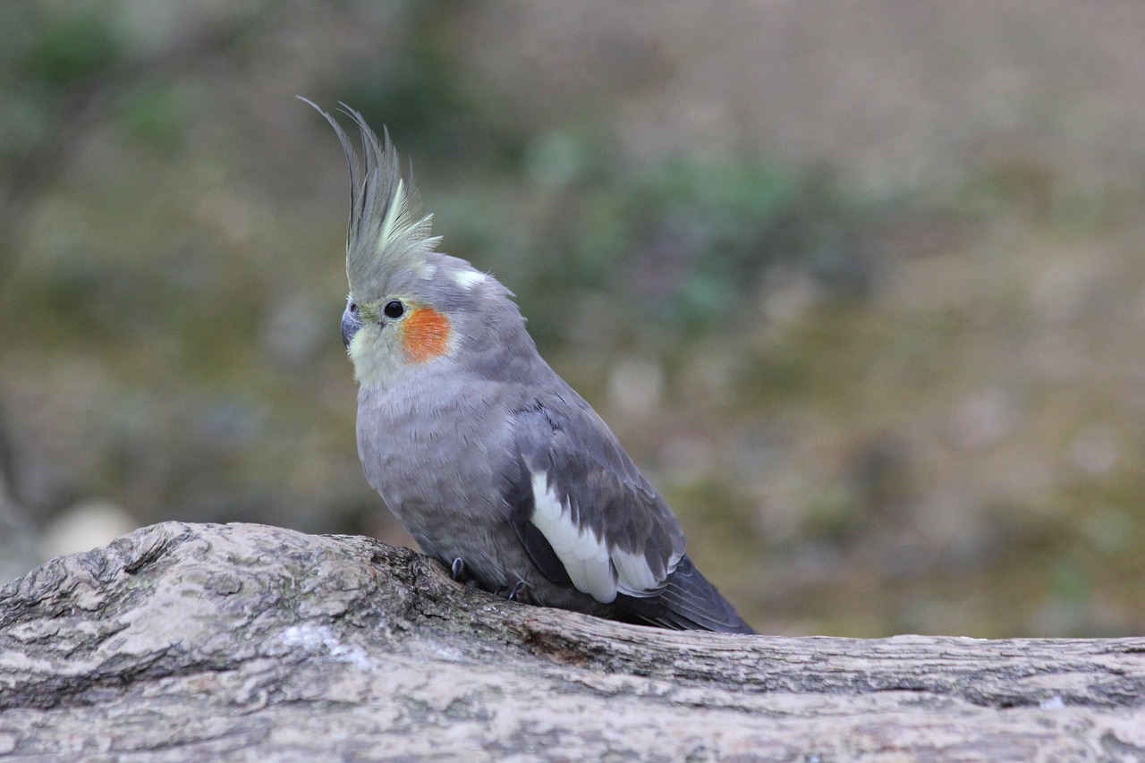 Cacatua ninfa