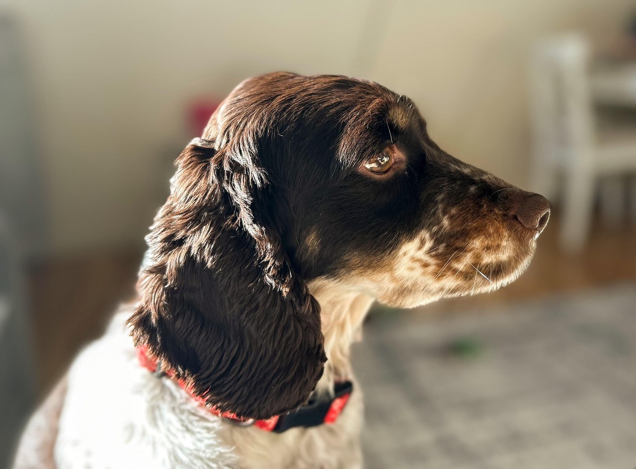 Cocker spaniel