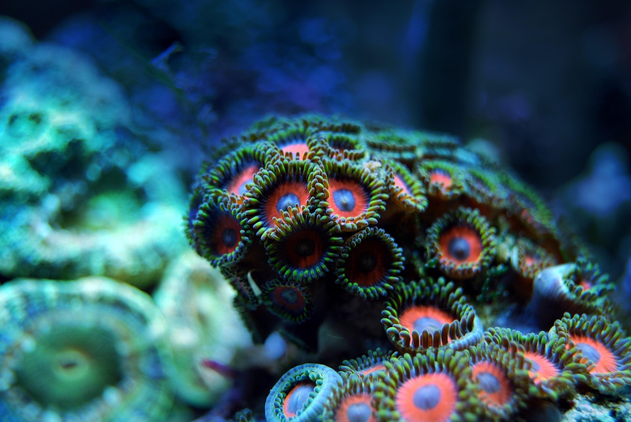 Arrecife de Coral