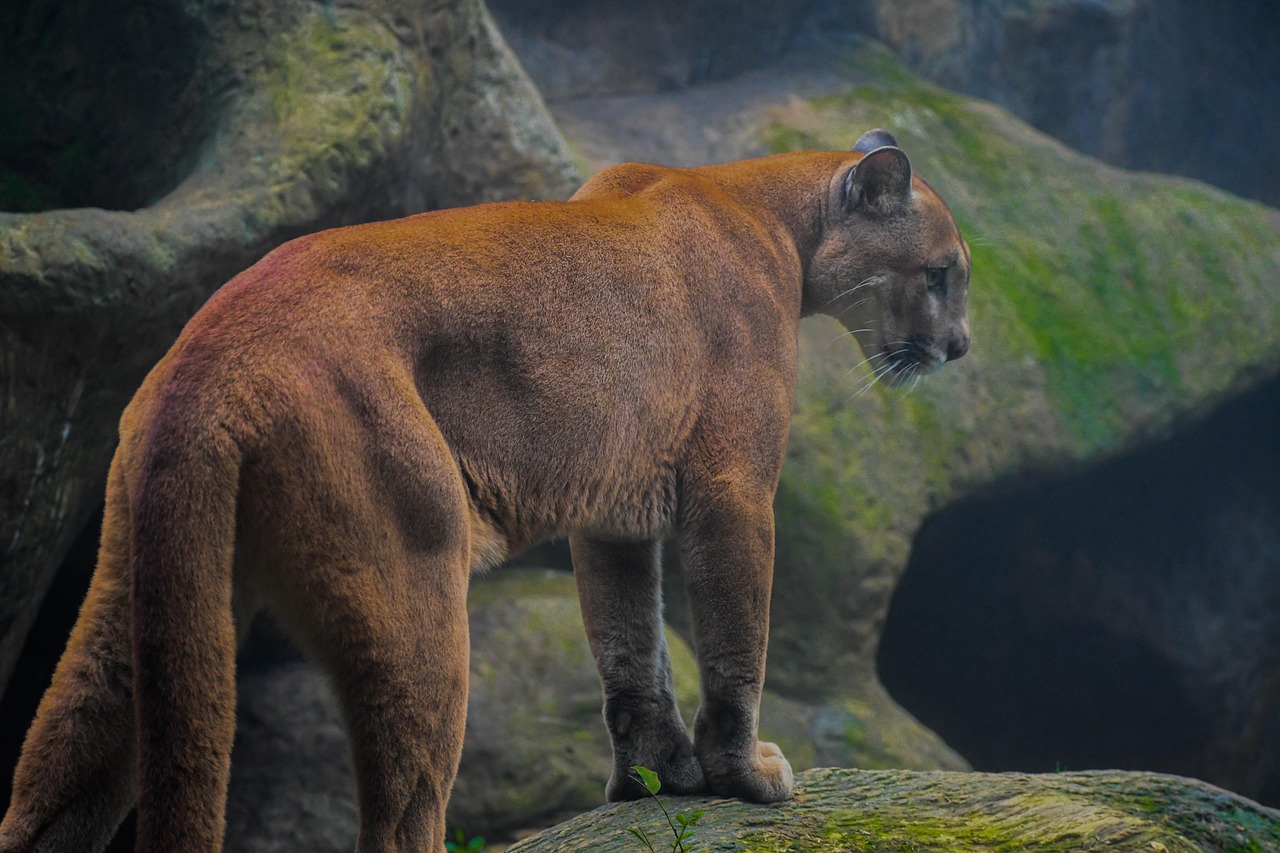 Animales Salvajes