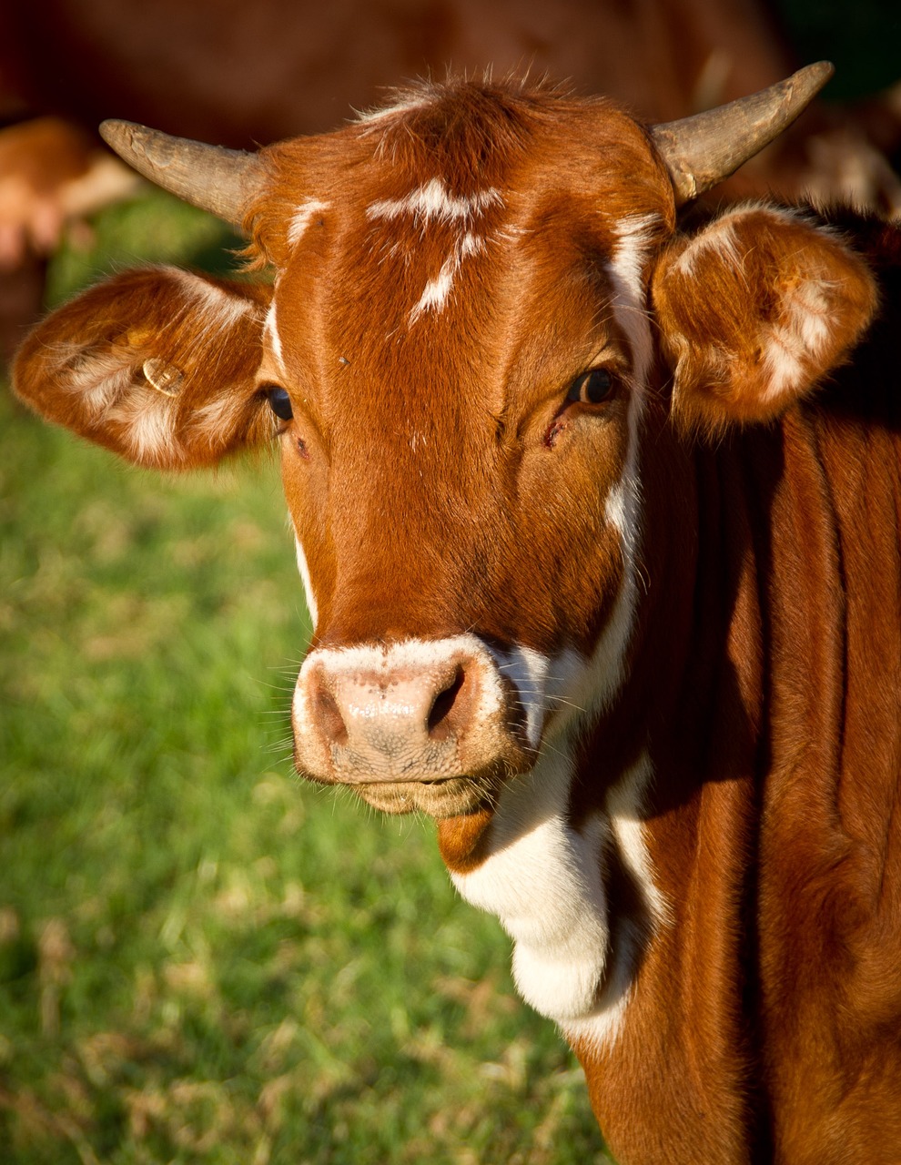 Vaca