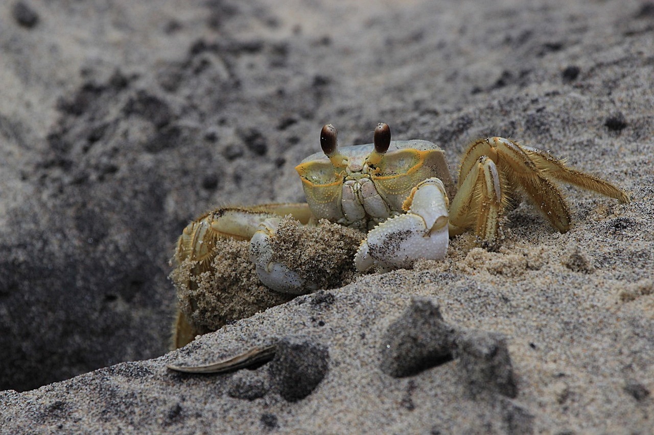 Crustaceos