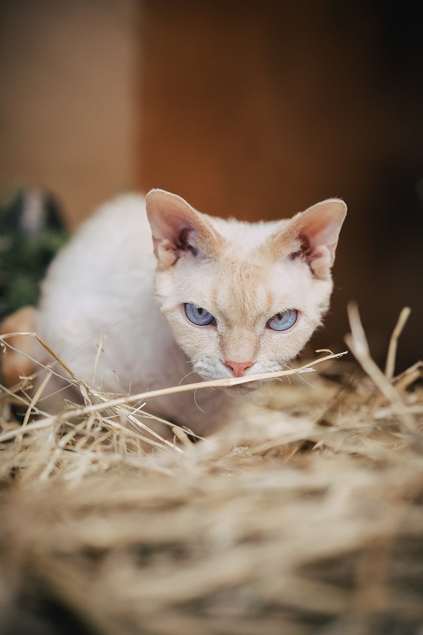 Devon rex