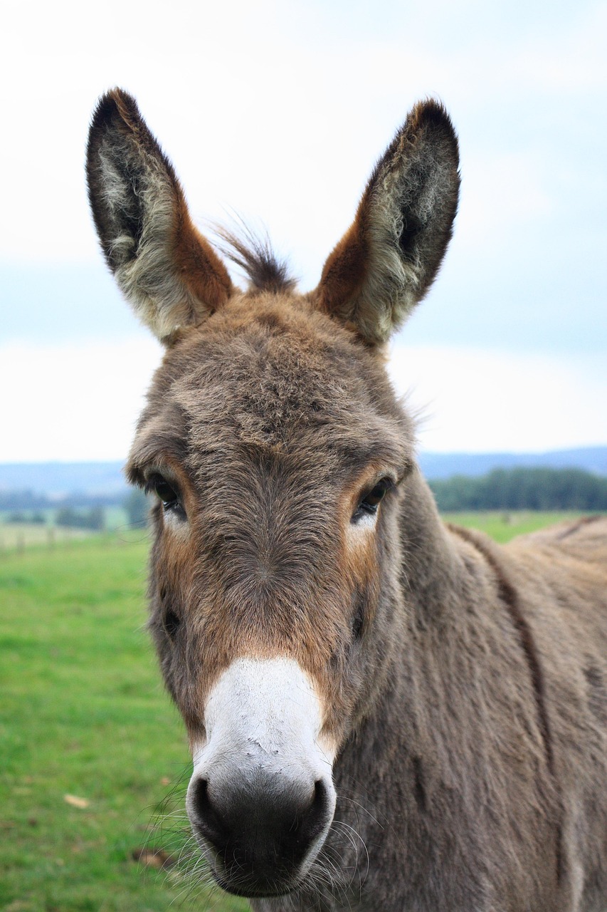 Burro