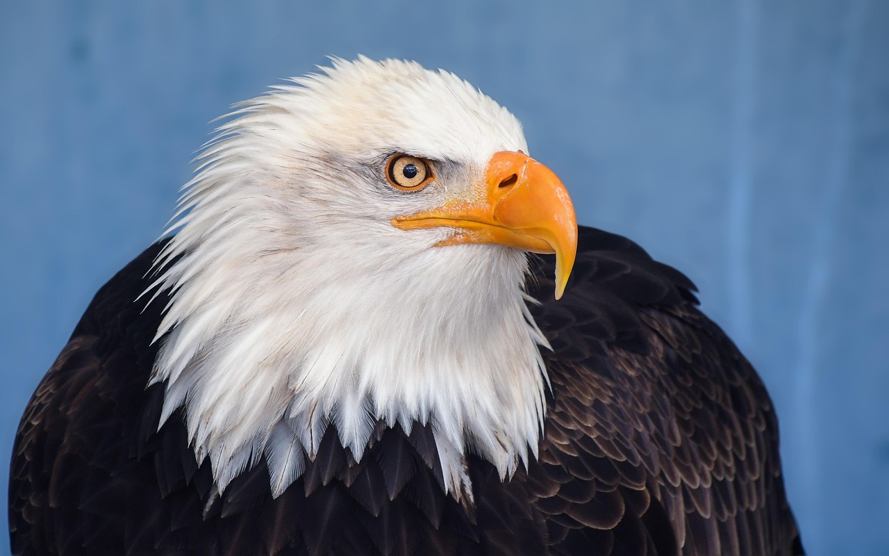 Aguila calva