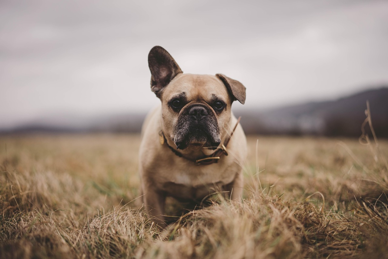 Bulldog frances