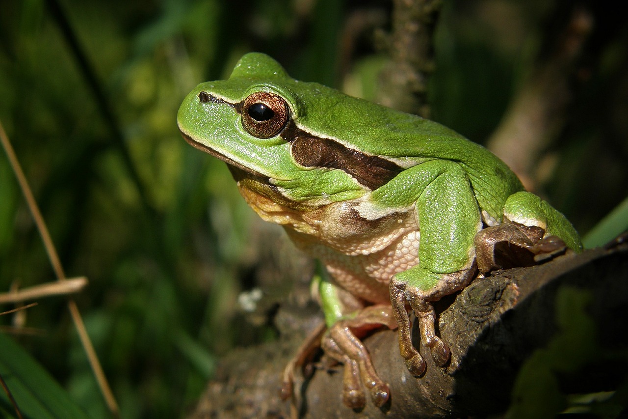 Rana