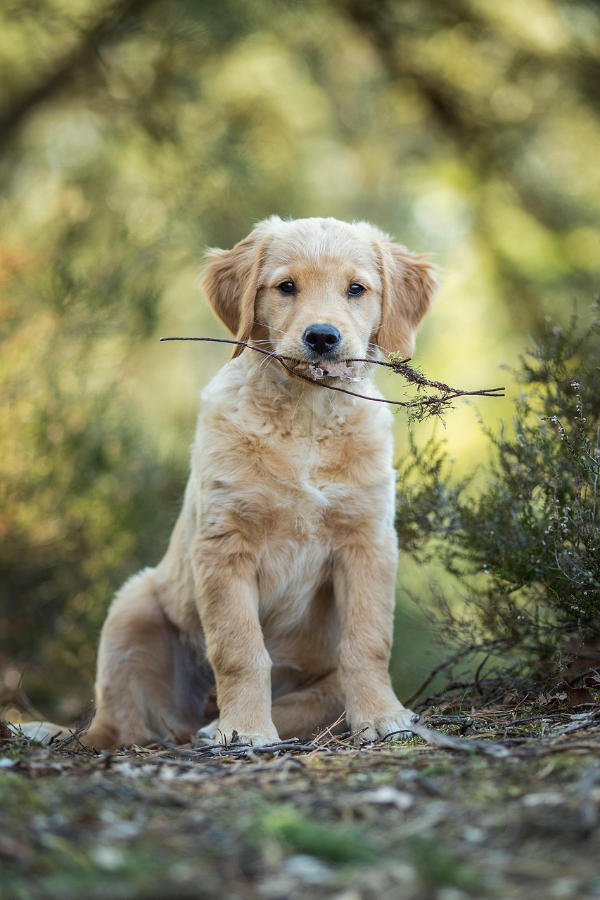 Golden retriever