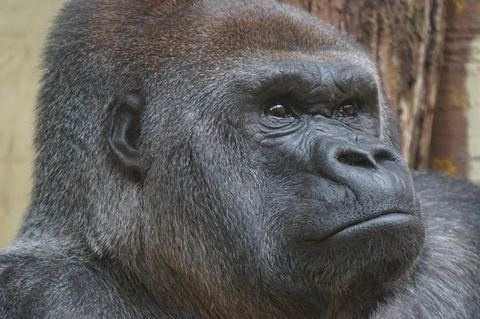 Gorilla 11